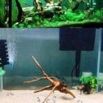 racine bois aquarium naturel d arbre poisson tortue combattant crevette