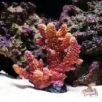 un Decor corail pour aquarium rouge