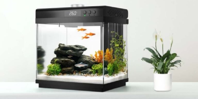 Comment-decorer-le-fond-aquarium-poissons projet