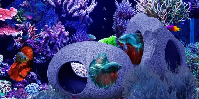 Comment-decorer-un-aquarium-d-un-combattant-pour-poissons-projet