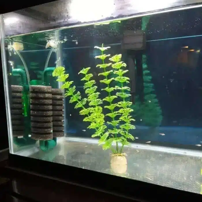Quel filtre pour aquarium crevette