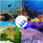 pipette-de-nourissage-pour-coraux-plastique