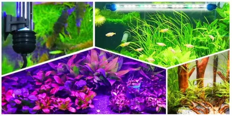 quel-eclairage-led-pour-aquarium-plante