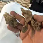 bois-flotte-aquarium-naturel-2-pieces