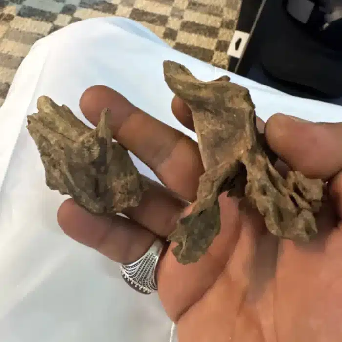 bois-flotte-aquarium-naturel-2-pieces