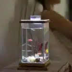 mini-aquarium-combattant-3l-de-bureau
