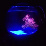 petit-aquarium-mural-vertical-betta-led