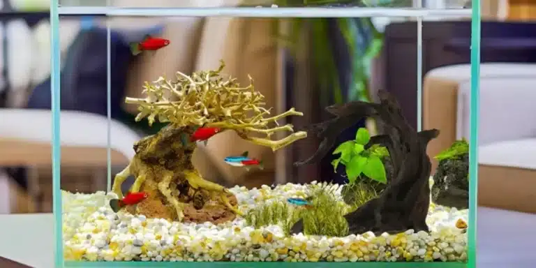 quel-bois-flotte-pour-aquarium-eau-douce-betta