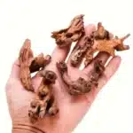 bois-flottant-aquarium-paysager