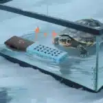 chauffage-tortue-d-eau-300l