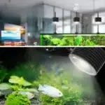lampe-plante-aquarium-eau-douce