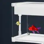 nano-aquarium-10l-poisson-rouge