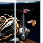 petit-aquarium-avec-pompe-et-chauffage-en-verre