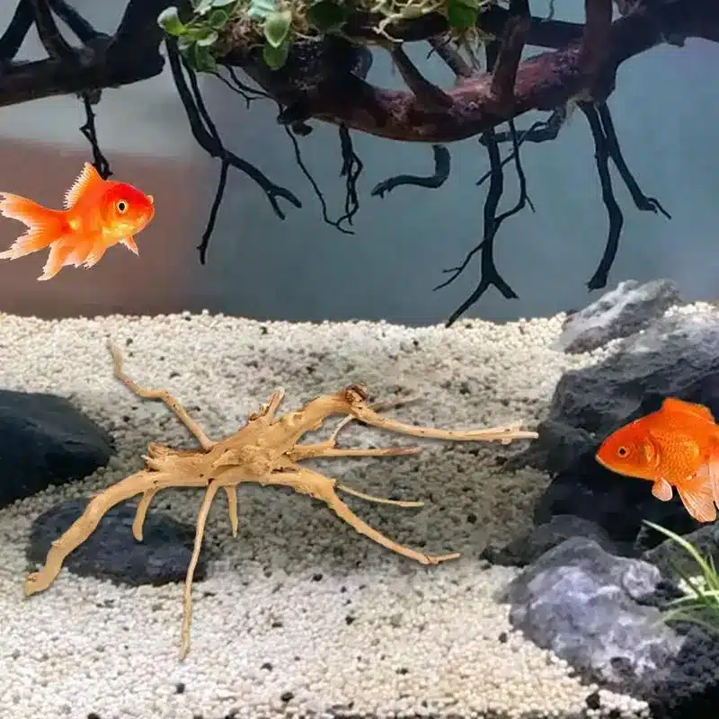 Quel racine pour un nano aquarium crevette 30L araignée