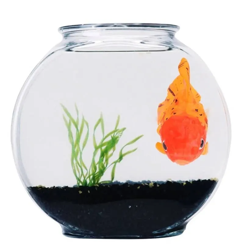 Vente faux poisson pour aquarium : comment bien choisir ?