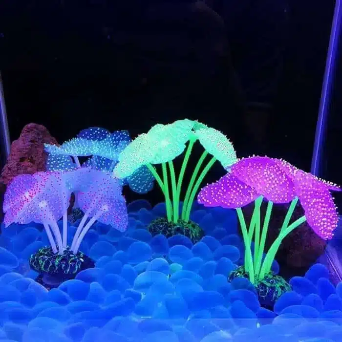 Quelle plante pour petit aquarium 8L en silicone