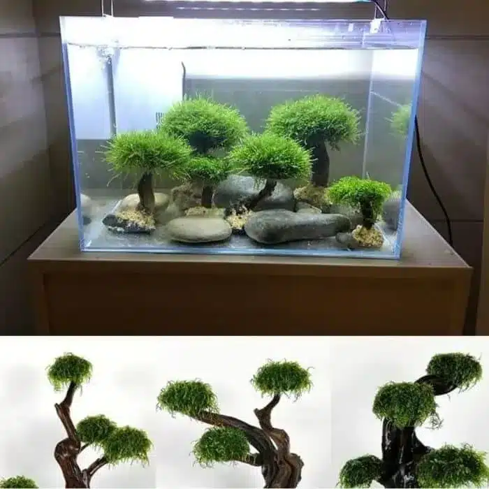 Quel racine pour un nano aquarium crevette 30L java