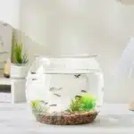 Aquarium Rond 20L Transparent pour Poissons en plastique