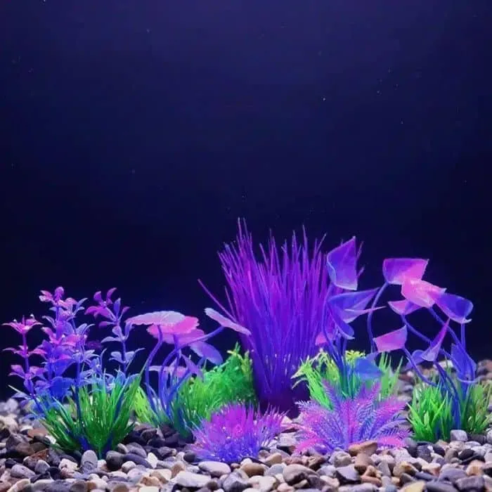Quelle plante pour petit aquarium 8L nano aquarium