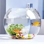 petit-aquarium-boule-2l-en-verre-petit-poissons