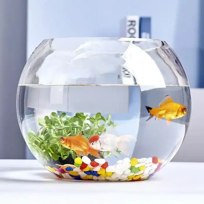 petit-aquarium-boule-2l-en-verre-petit-poissons