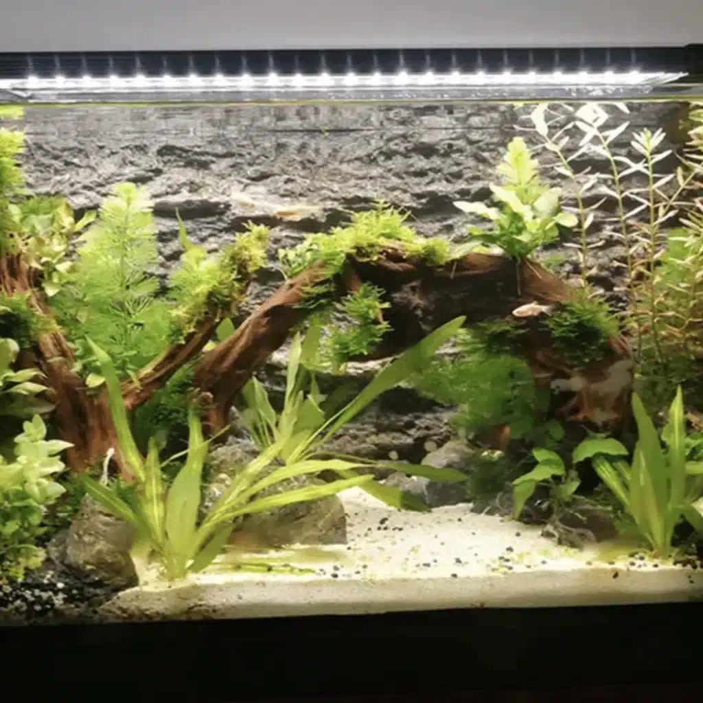 Quel Eclairage pour Aquarium 60L Bien Planter vertes 