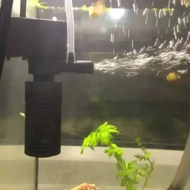 Quel Filtre Interieur pour Aquarium 60L avec Crevettes et Poissons : le Bon Choix