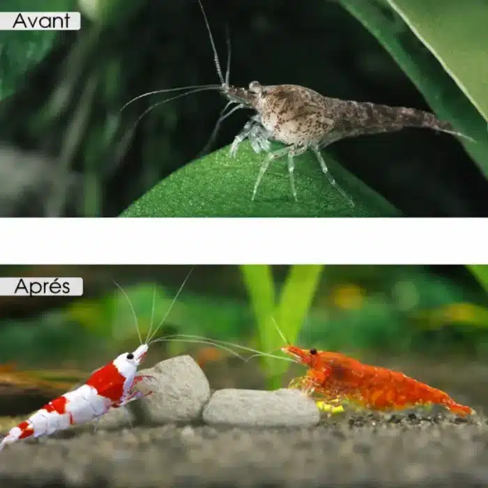 ChatGPT Image 17 févr. 2026, 19 h 32 min 41 s (2)