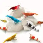 Pierre-pour-Aquarium-Crevette-au-Calcium