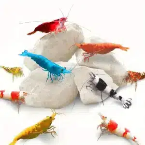 Pierre-pour-Aquarium-Crevette-au-Calcium