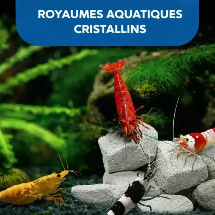 Pierre- pour-Aquarium-Crevette-au-Calcium