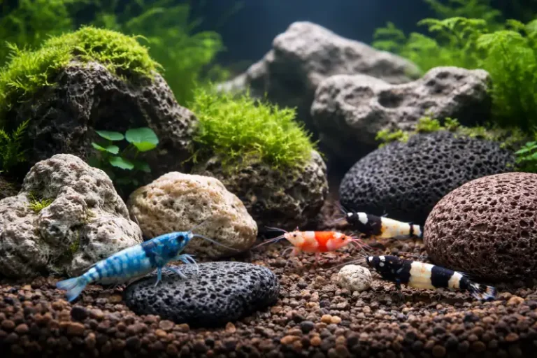 Quelles-pierres-crevettes-pour-nano-aquarium