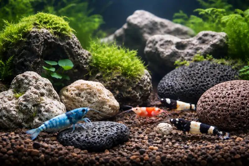 Quelles-pierres-crevettes-pour-nano-aquarium