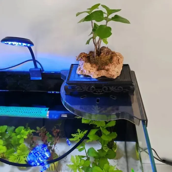 Support-Plante-Aquarium-Coin