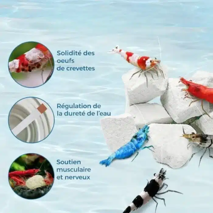 quel-Pierre-pour-Aquarium-Crevette-au-Calcium