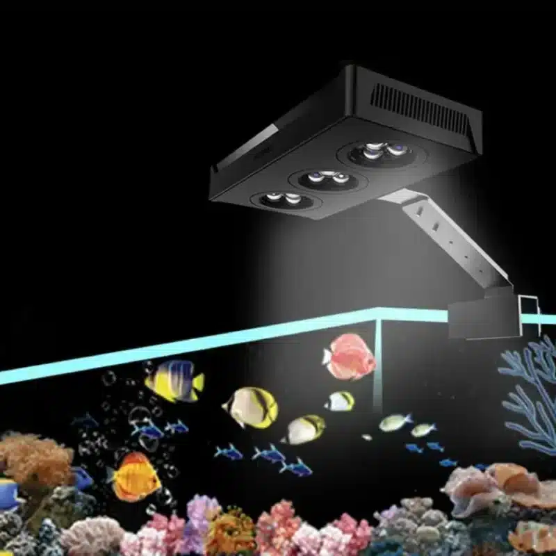 Quel Eclairage Choisir pour Aquarium de 80L eau de mer