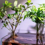 lot-de-6-Support-Plante-Aquarium-en-plastique