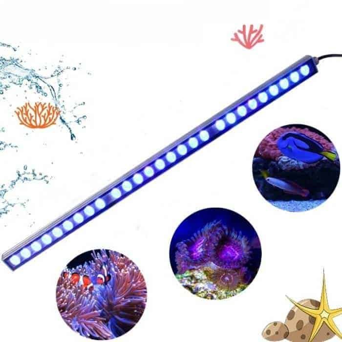 Quel Eclairage Aquarium Eau de Mer : tropicaux