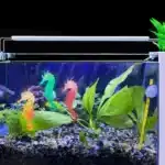 Deco-pour-Aquarium-Hippocampe