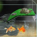 Plateforme-pour-Tortue-d-eau-gazonante