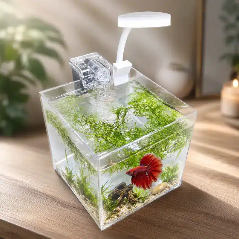 aquarium-4l-combattant-avec-filtre        