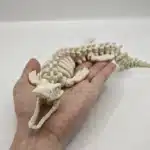 petit-Decor-Squelette-de-Dinosaure-pour-Aquarium