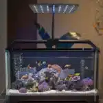 Eclairage-Aquarium-200L-LED-poissons