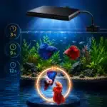 aquarium-200l-quel-eclairage-betta