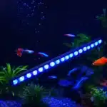 aquarium-200l-quel-eclairage bleu