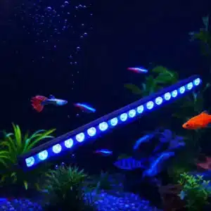 aquarium-200l-quel-eclairage bleu